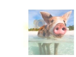 Nit mosiężny - tuleja 2,5 x 0,3 x 5,0 mm MP-JET (10 szt)