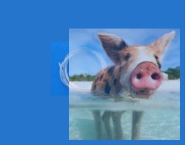 Przewód paliwowy do benzyny 3*5mm - 1 metr