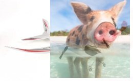 Szybowiec Fly Bear 2.4GHz RTF (rozpiętość 48cm) - biały