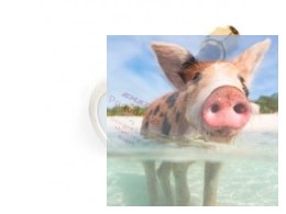 Zestaw 2 Anten EMAX 5.8Ghz Pagoda 2 Omni LHCP SMA 50mm