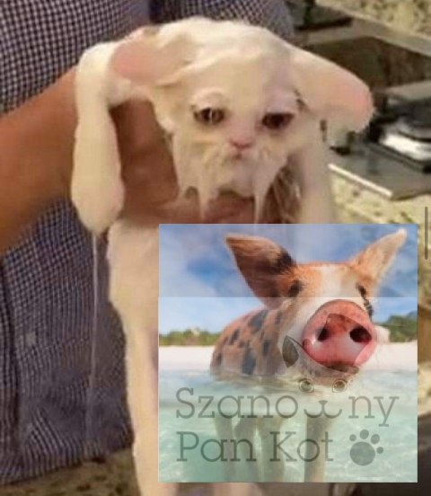 Bolero fotel masujący