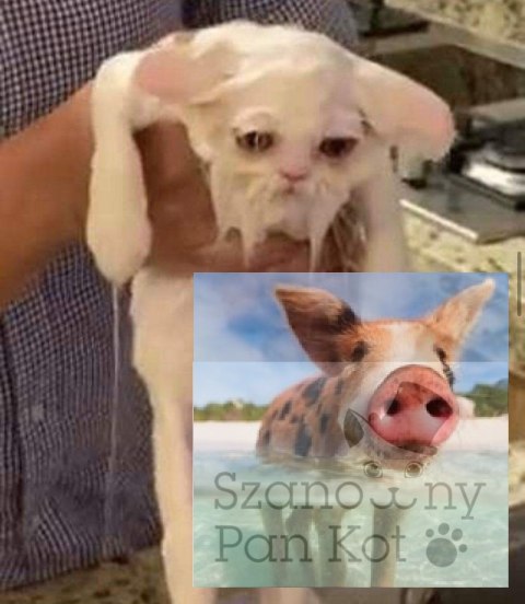 Choinka Sosna Kinga 90 Cm