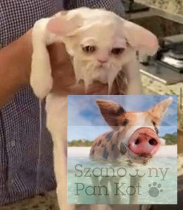 Guma Taśma Eb Fit 10-20 Kg Zielona