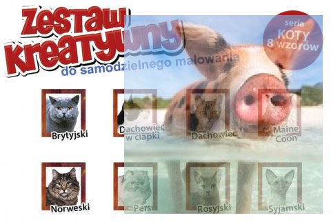 KOTY - Wypukła Malowanka Seria KOTY - SYJAMSKI