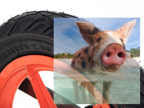 Rowerek biegowy Leo (pompowane koła 12", wiek 3+, kierownica na łożysku) - pomarańczowy