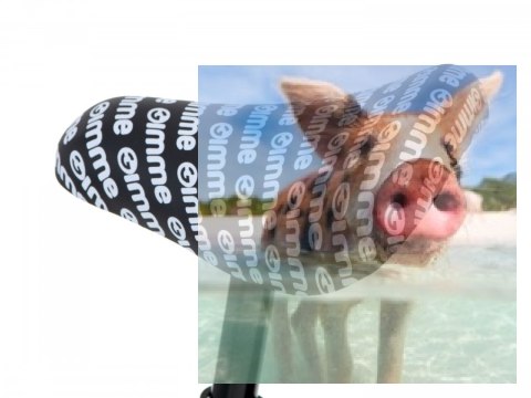 Rowerek biegowy Teddy (koła 11" pianka EVA, wiek 3+, lekka rama) - różowy