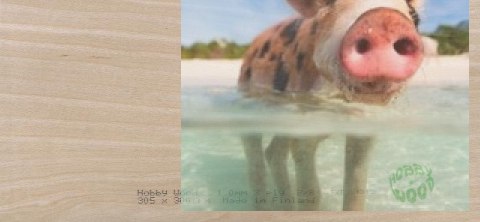 Sklejka brzozowa 4,5 x 600 x 1220 mm