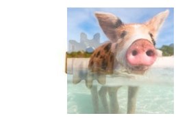 Zębatka atakująca - NANO-006